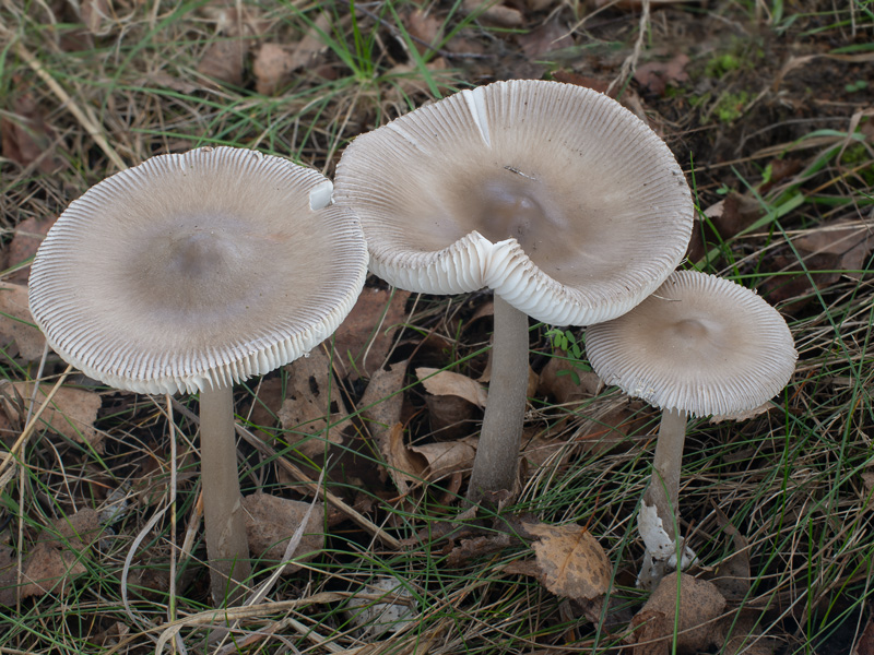 Amanita coryli